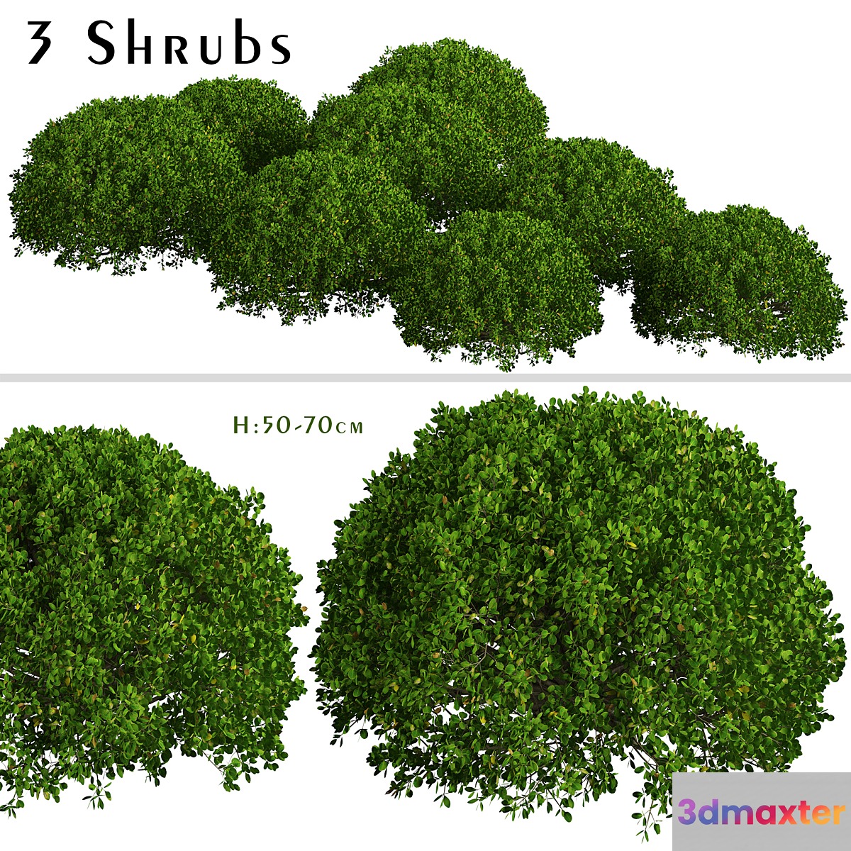 Set of Boxood Shrubs (Buxus) (3 Shrubs) 3D Max