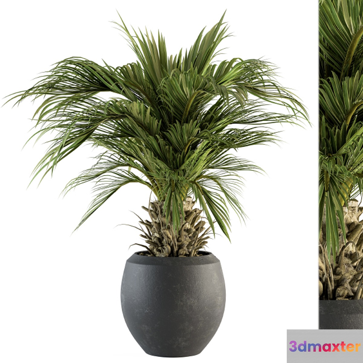 indoor Plant Set 133 - Palm Plant in Pot 3D Max