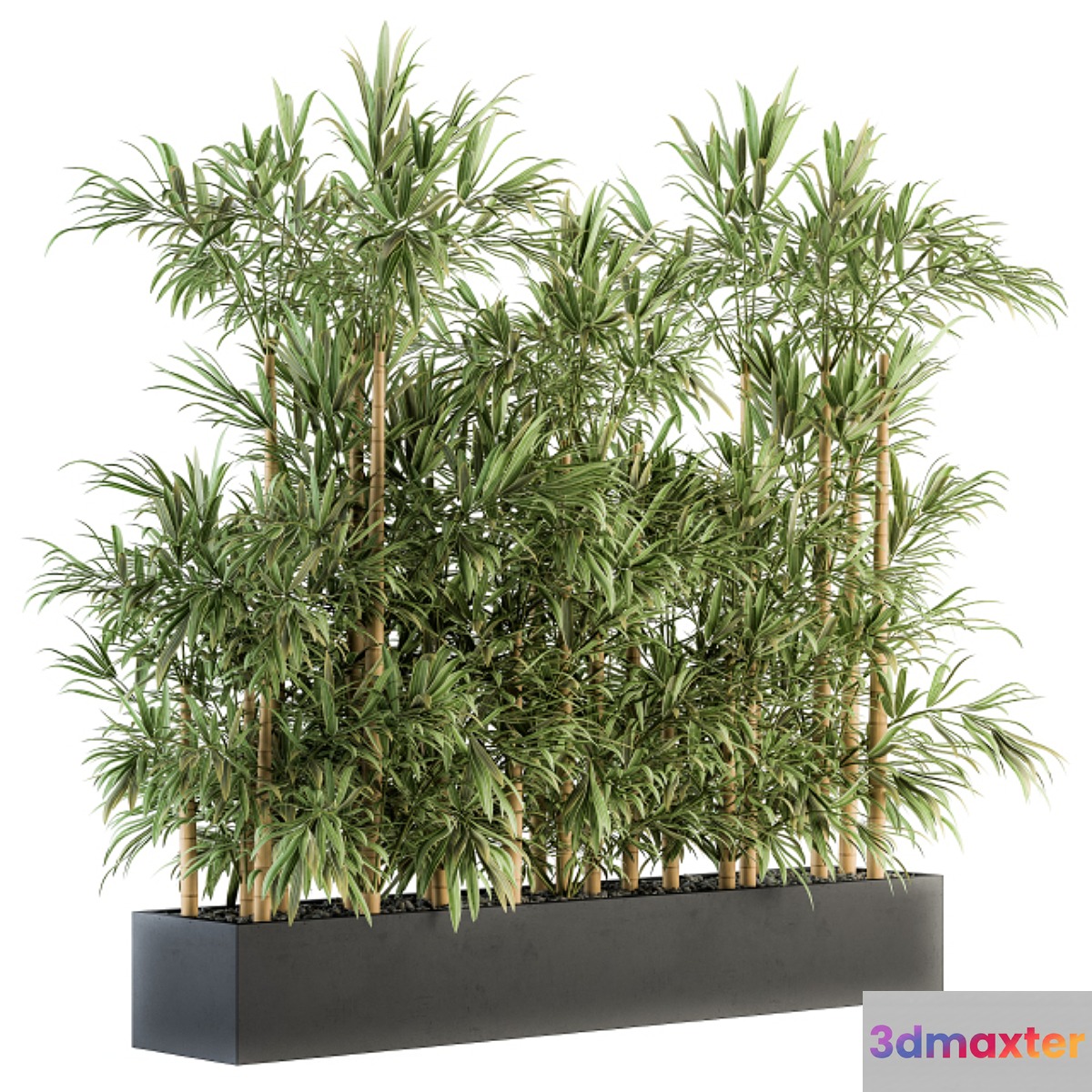 Indoor Plant Set 144 - Bamboo in Plant Box 3D Max