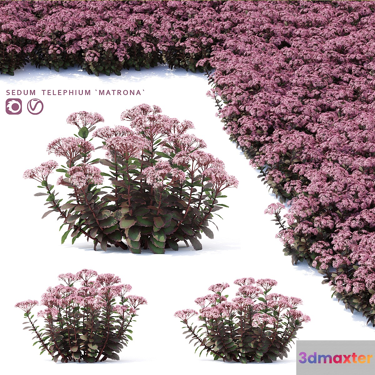 Sedum stonecrop flowers | Sedum telephium matrona 3D Max