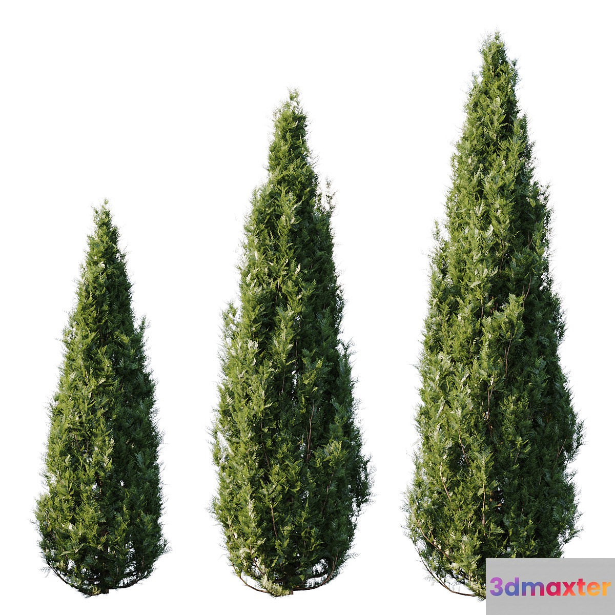 Thuja - No.2