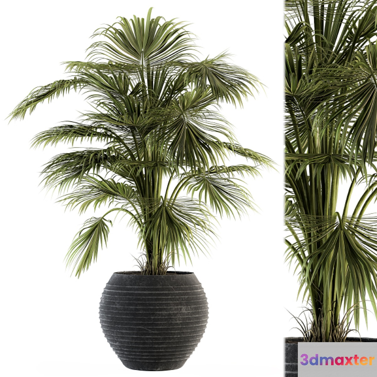 indoor Plant Set 137 - Tropical Plant 3D Max