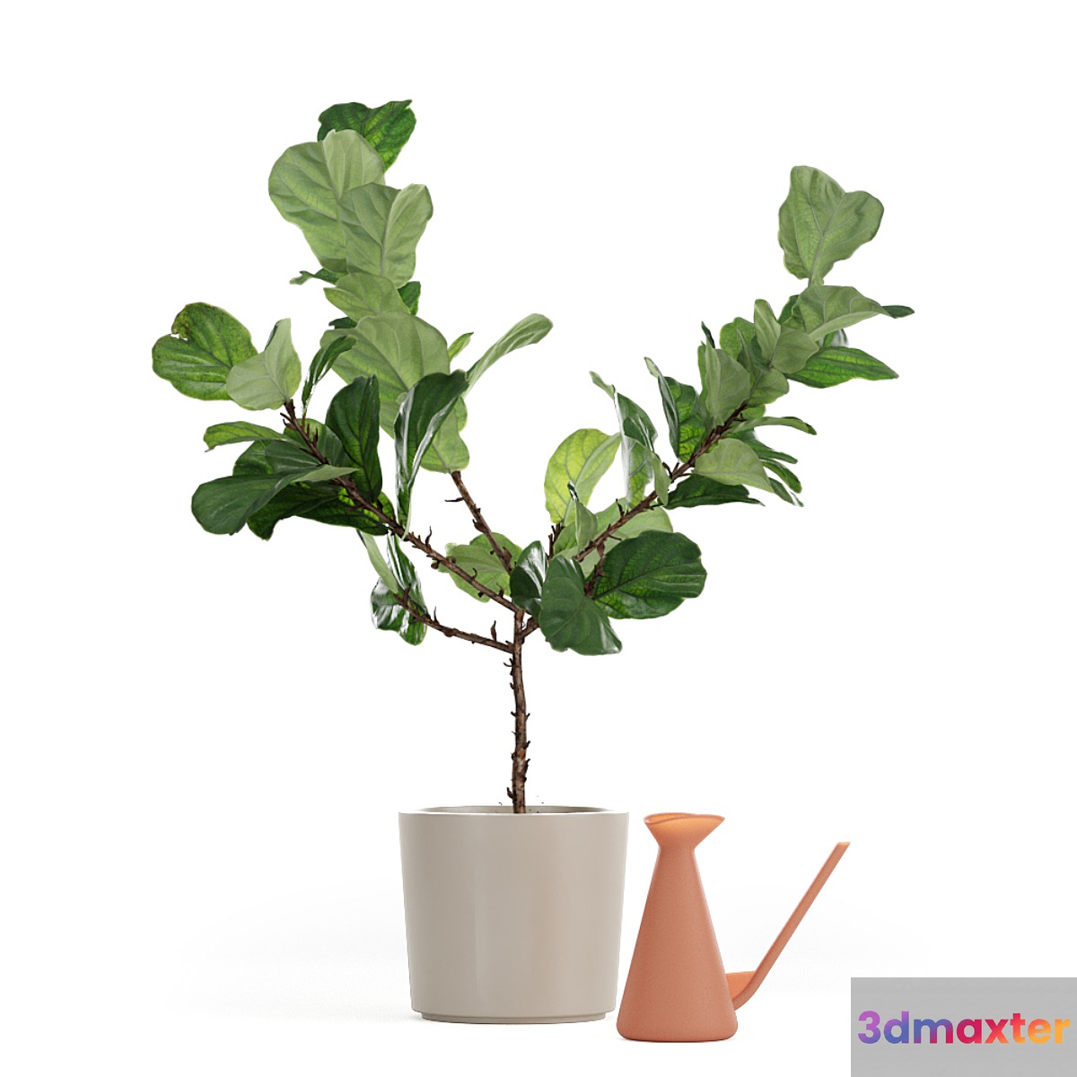 Photorealistic Ficus Lyrata pot 150cm 3D model