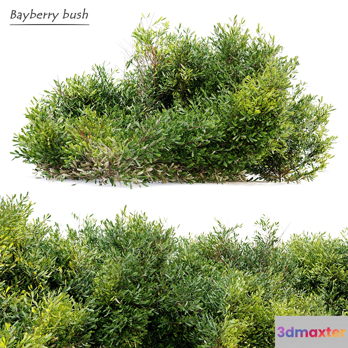 Bayberry bush