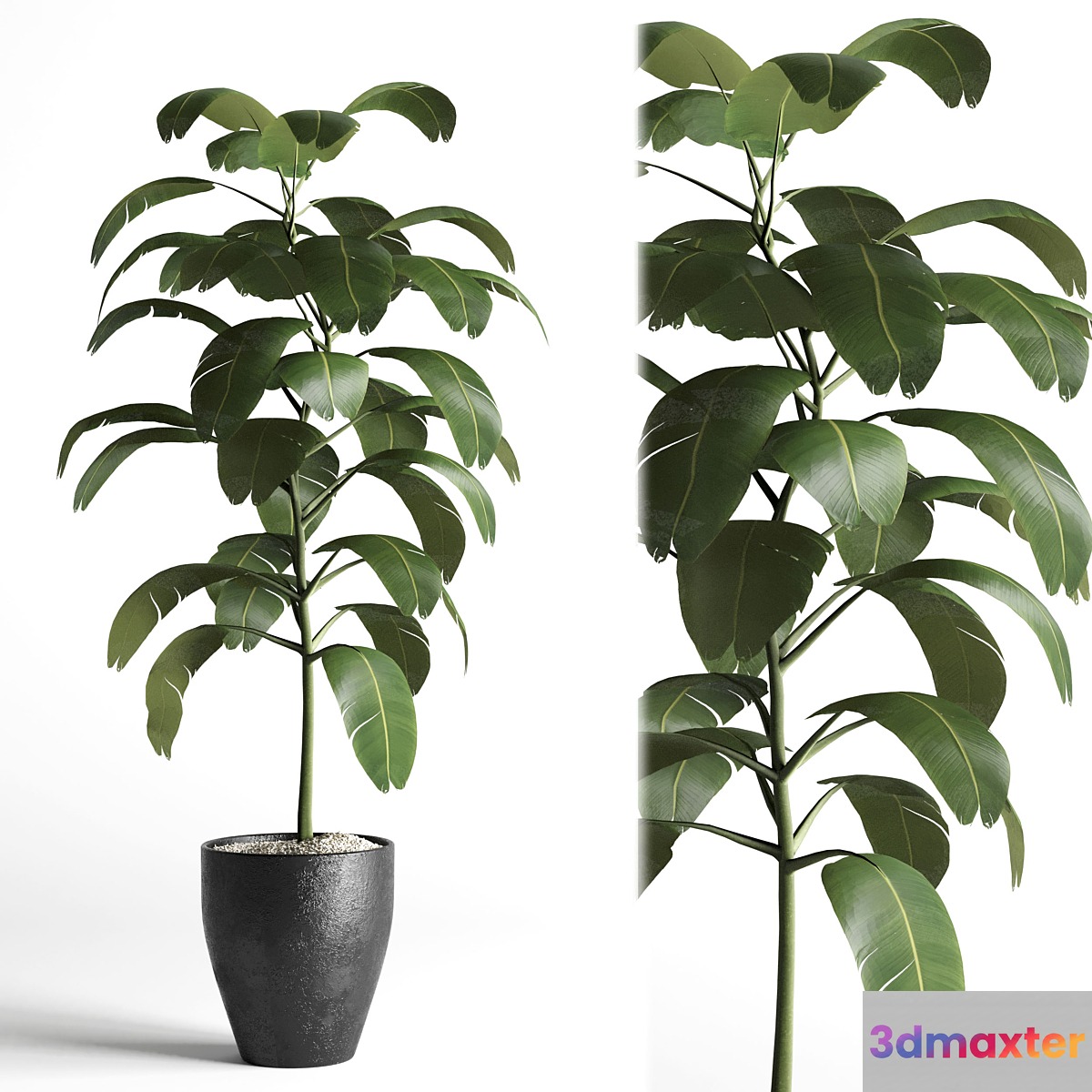 indoor plant 03