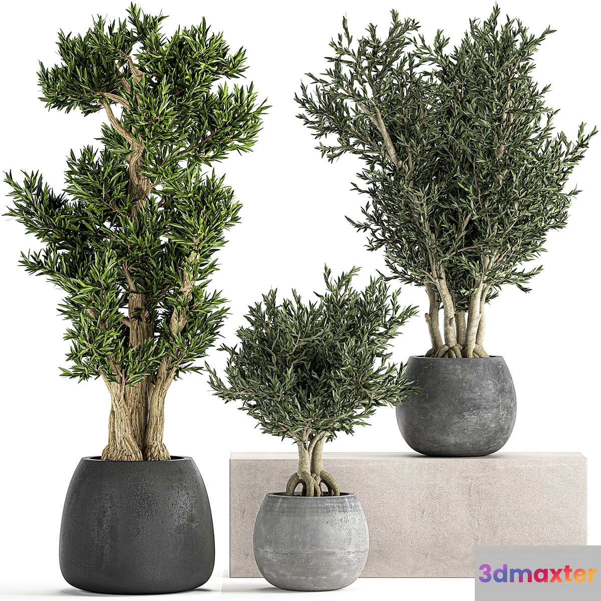 A collection of small ornamental olive trees in outdoor pots and pots made of concrete. Set 805 3D Max