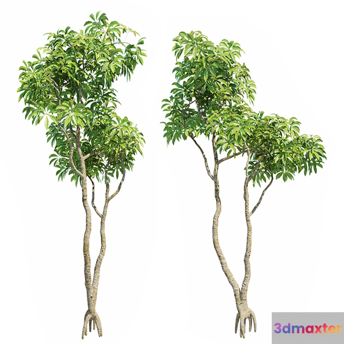 Plumeria Big 3D Models 3D Max