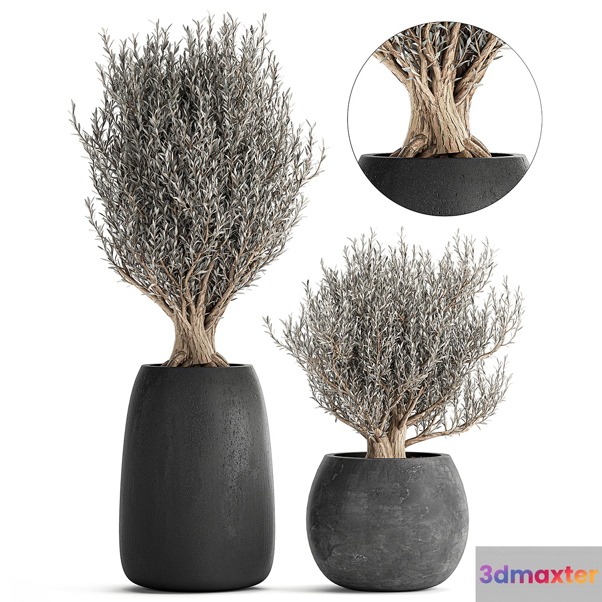 A collection of small beautiful ornamental Olive trees in black outdoor pots. Set 809. 3D Max
