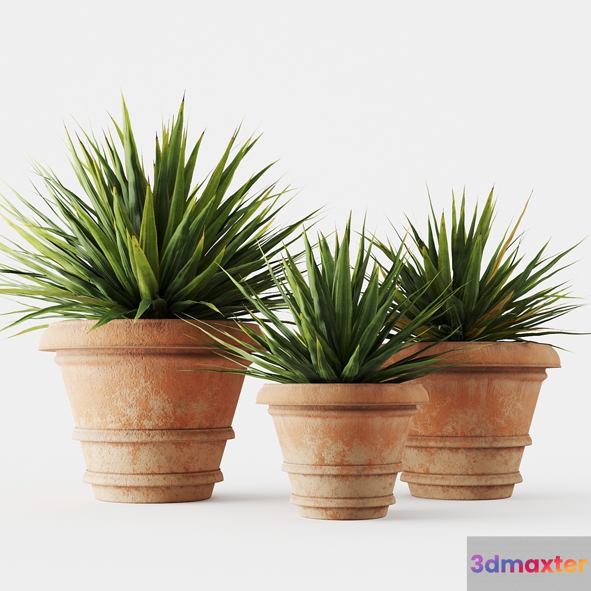 Yucca in terracotta pots 3D Max
