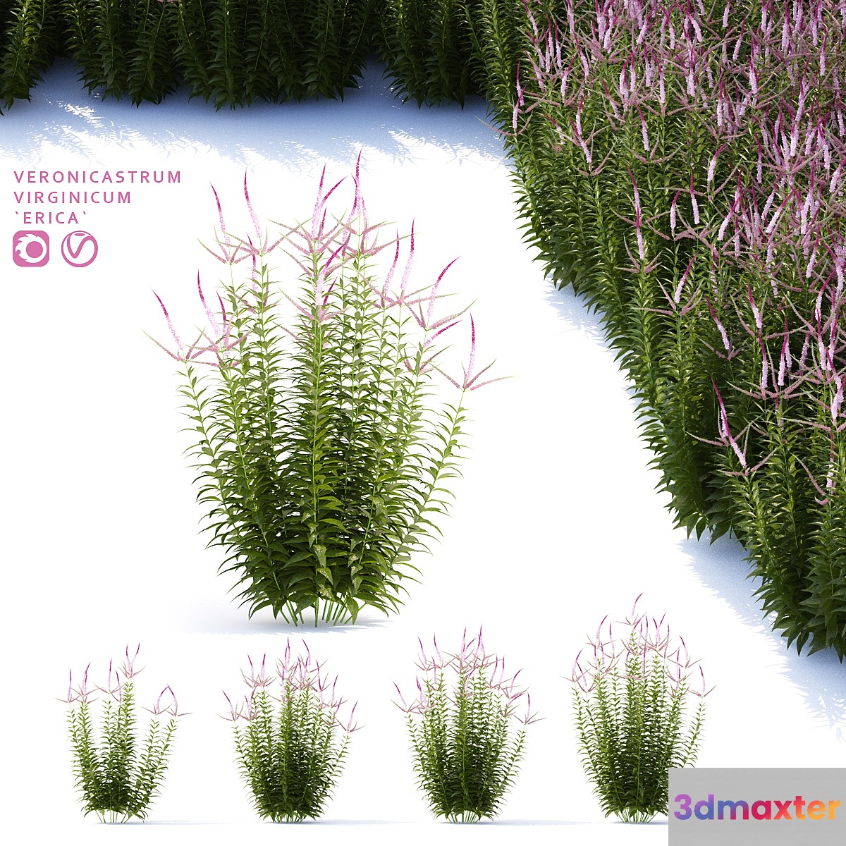 Veronicastrum virgin flowers | Veronicastrum virginicum Erica 3D Max