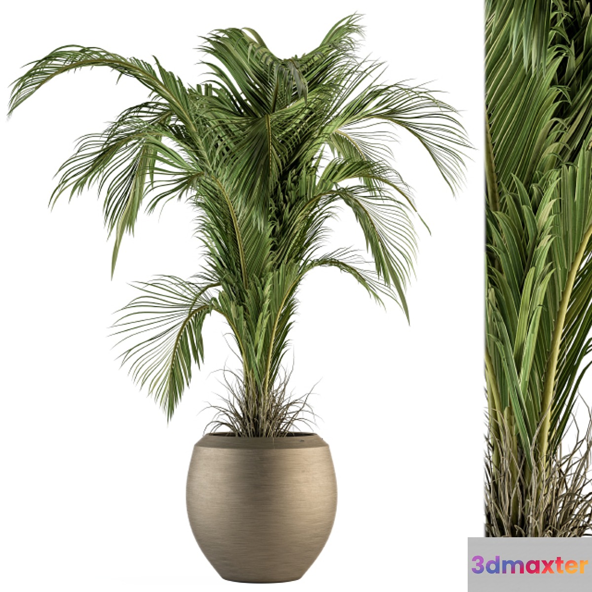 indoor Plant Set 132 - Tropical Plant