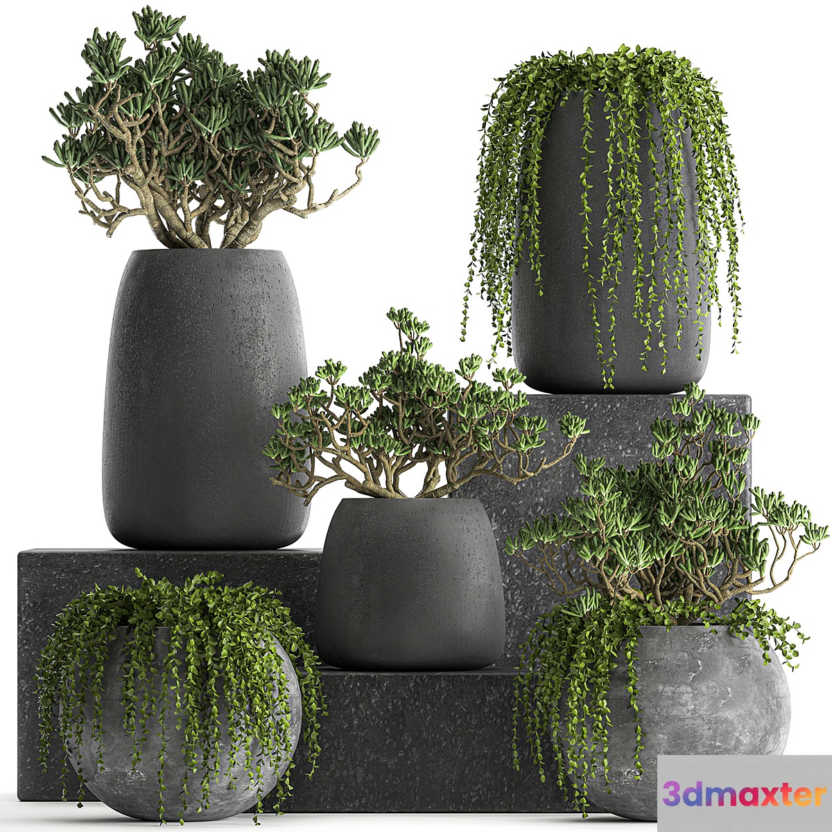 A collection of small exotic hanging succulents plants in black pots with a fat woman Crassula. Set 817. 3D Max