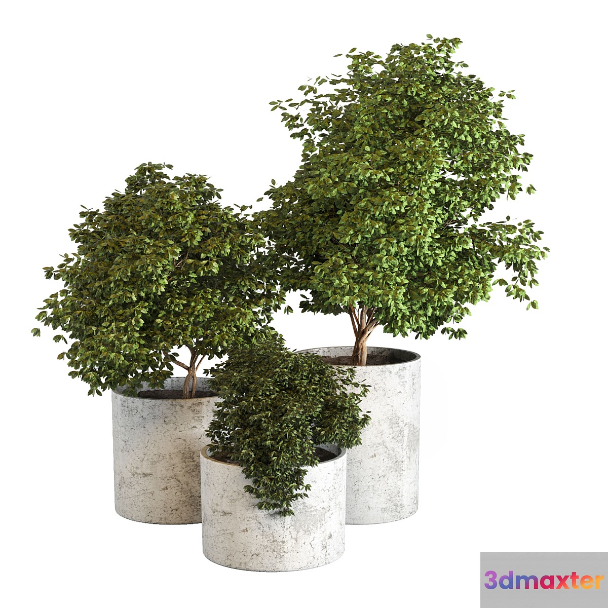 Outdoor plant 05
