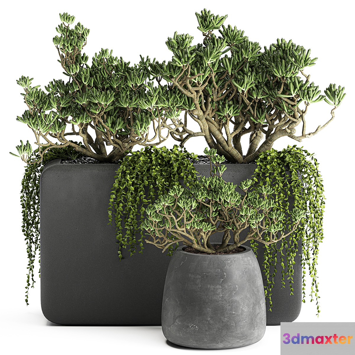 A collection of small exotic hanging succulents plants in black pots with a fat woman Crassula. Set 811. 3D Max