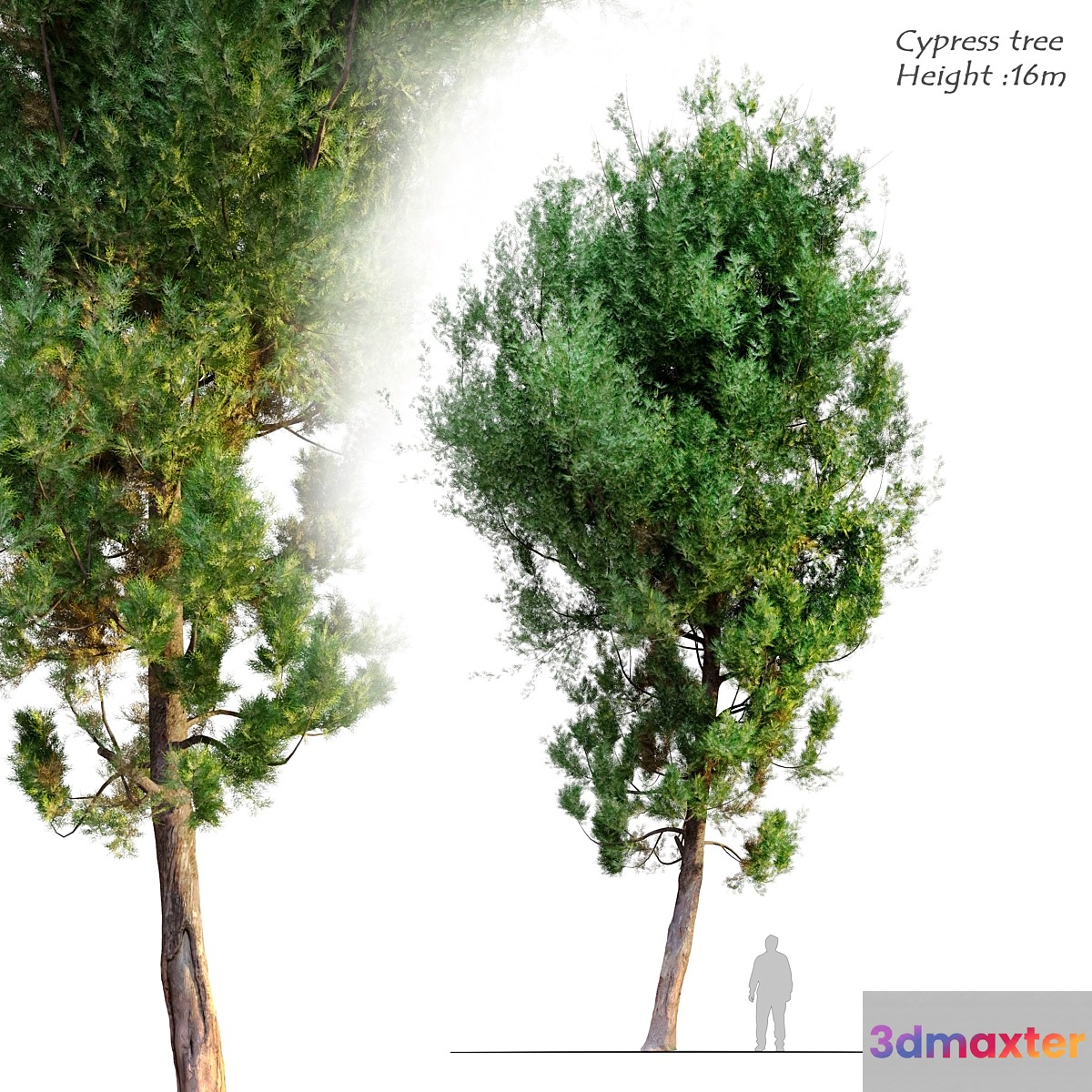 cypress tree 6 3D Max