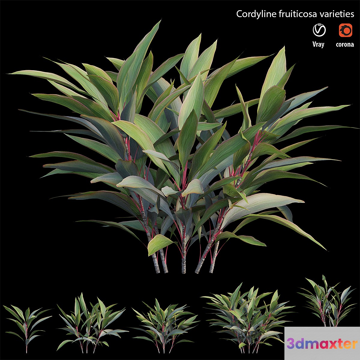 Cordyline fruiticosa varieties 3D Max