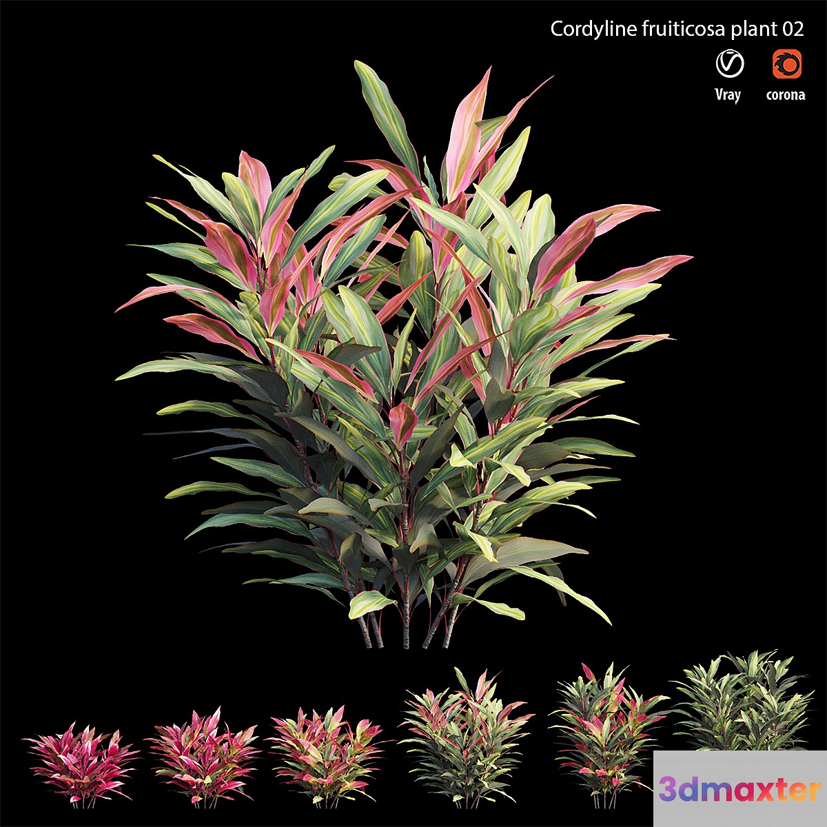 Cordyline Fruticosa plant set 02 3D Max