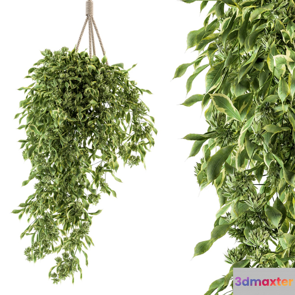 Hanging box plant - Set 154 3D Max