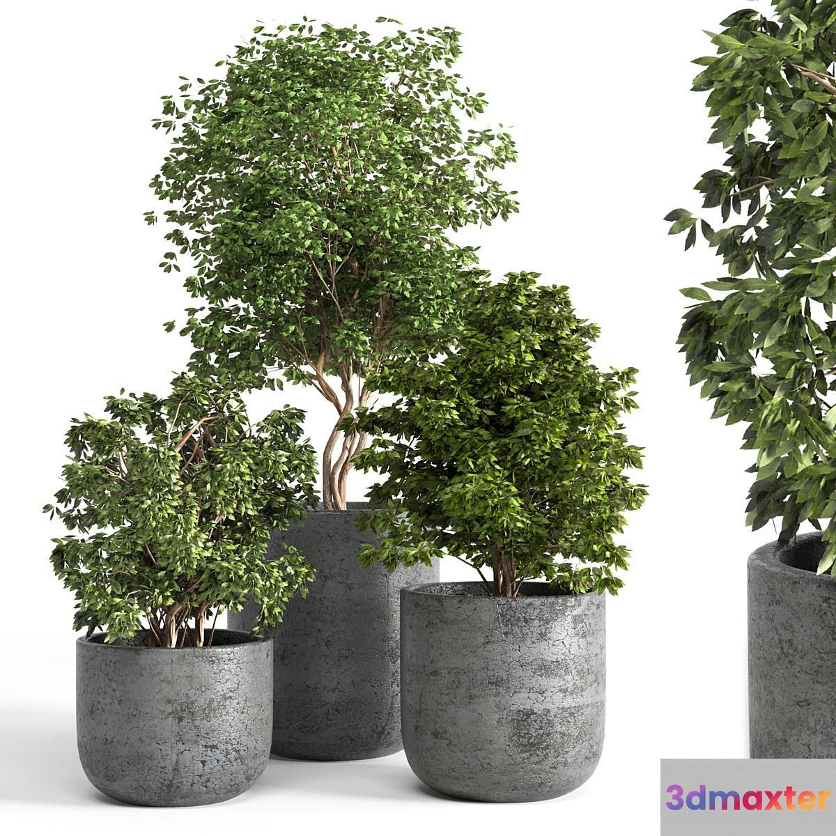 Outdoor plant 06 3D Max