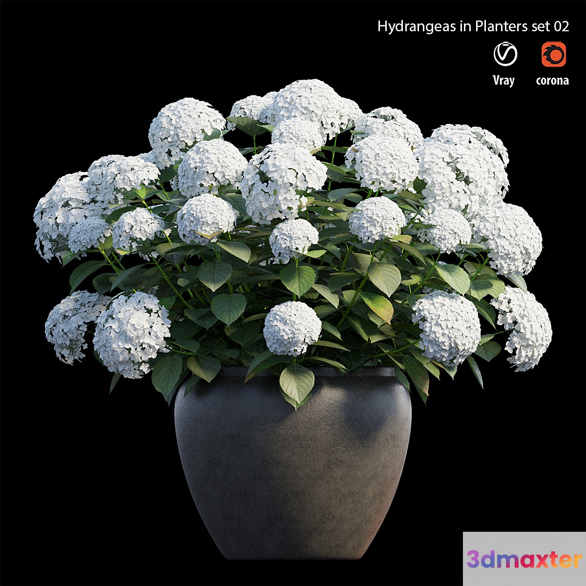 Hydrangea in planters set 02