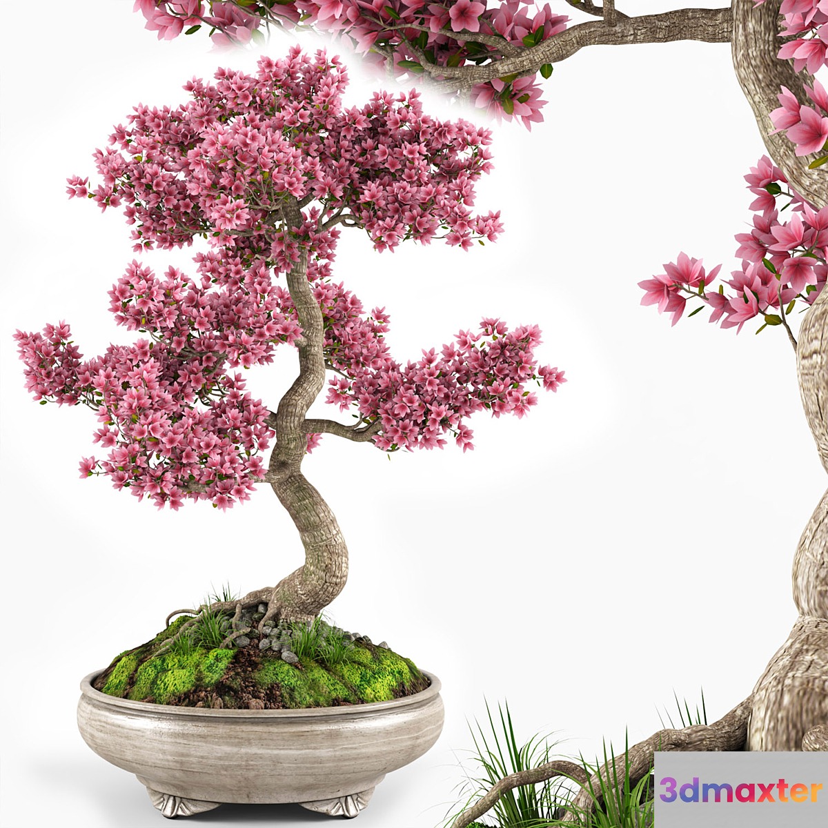 Sakura bonsai tree - No.2