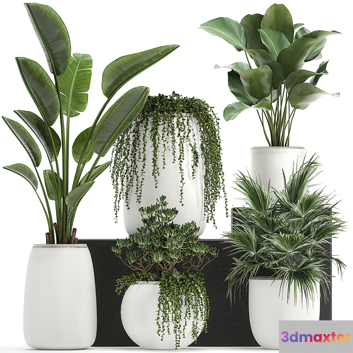 Collection of small plants in white pots with Banana fan palm Calathea Fat succulents. Set 818. 3D Max