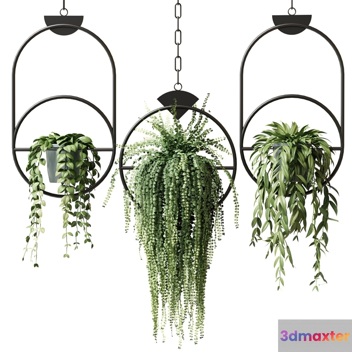 Ampel plants in hanging pots with black rings - set 15