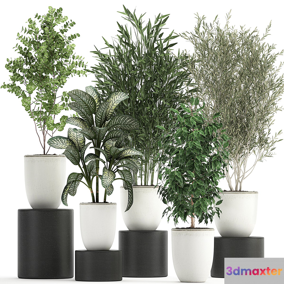 Collection of small plants and trees in white pots with Bamboo Olive Ficus Benjamin Dieffenbachia. Set 819. 3D Max