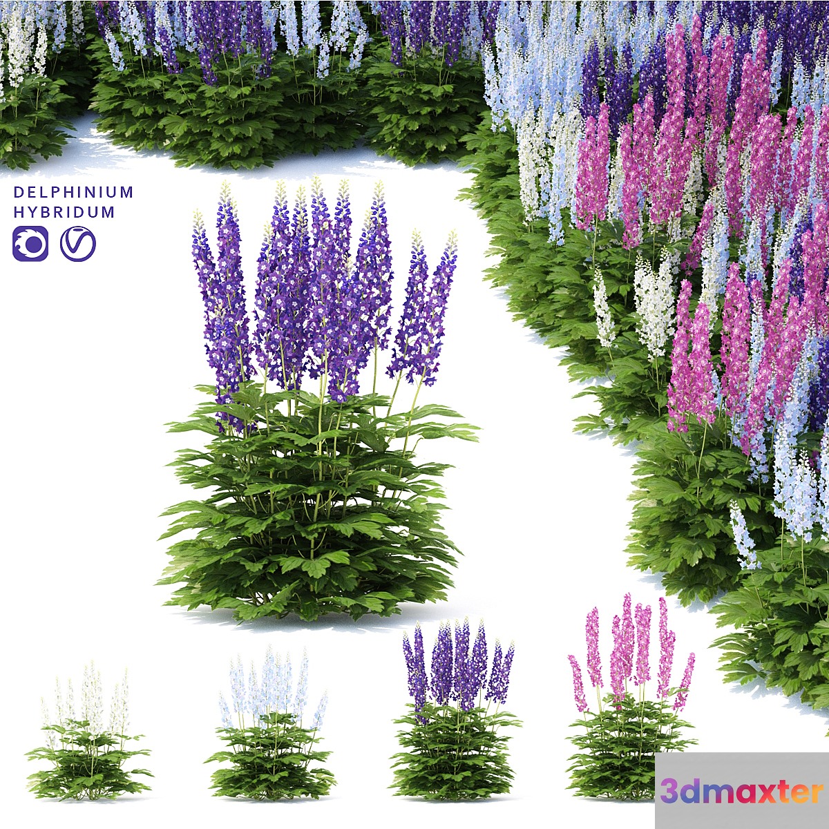 Delphinium hybrid flowers | Delphinium hybridum - No.2