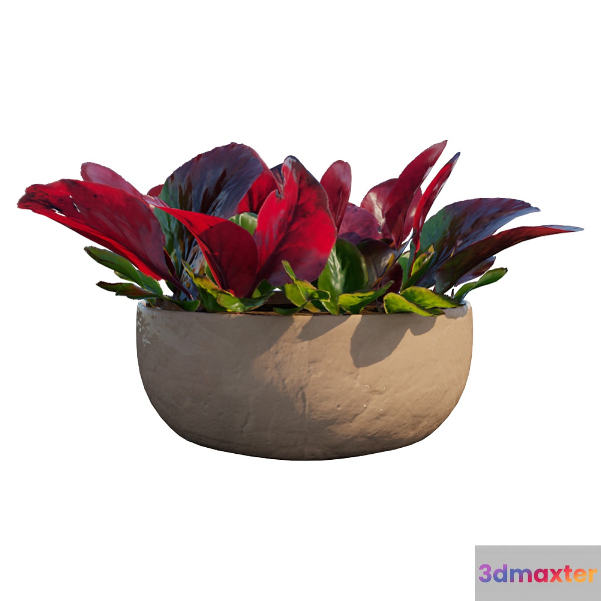 Bergenia bergenia plant 3D Max