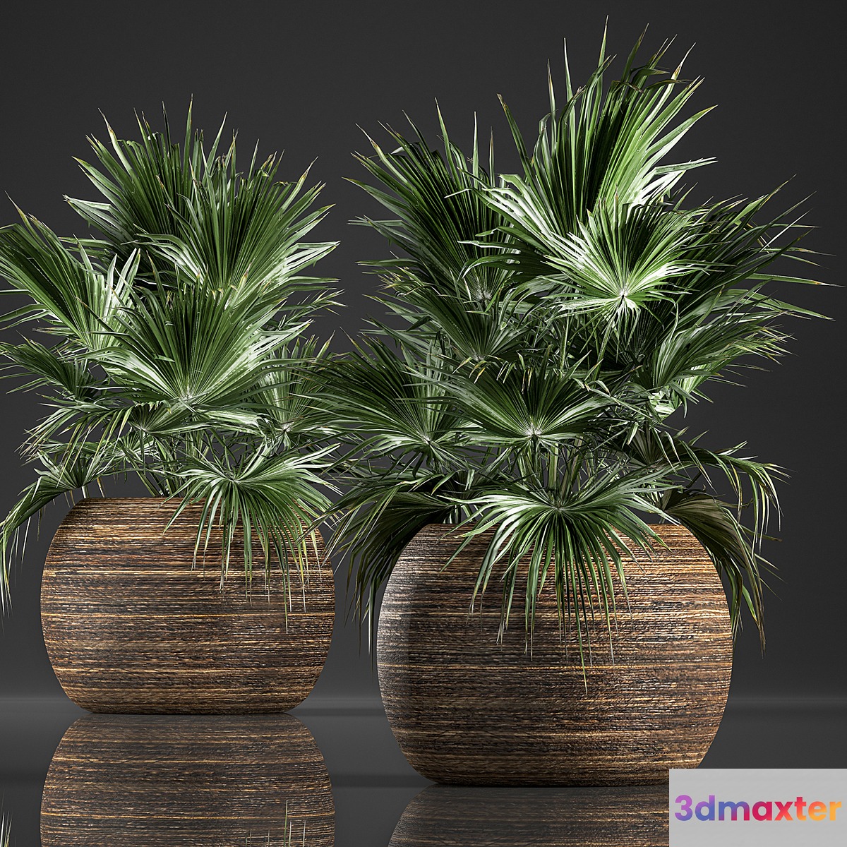 A lush bush of decorative fan palm in a Coccotrinax flower basket a fan palm.  822. 3D Max