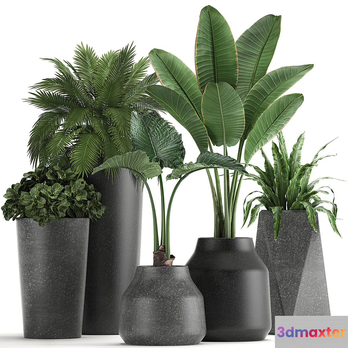 Collection of small plants in black pots with Banana palm asplenium alocasia. Set 825 - No.2