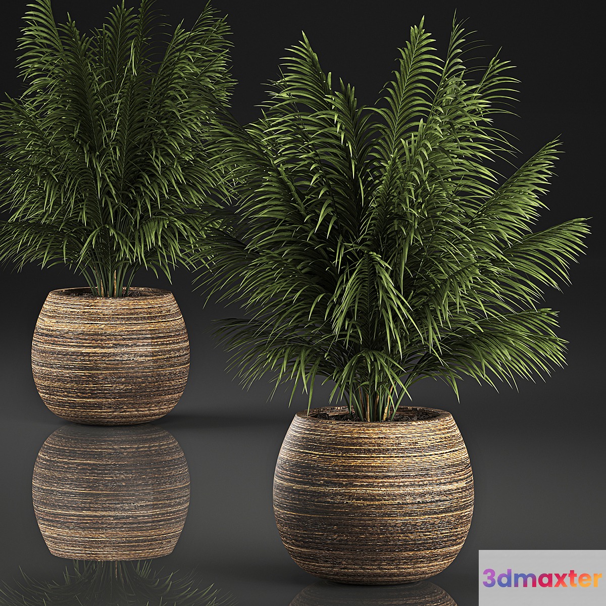 Beautiful decorative small lush bush palm tree in a basket. 827. 3D Max