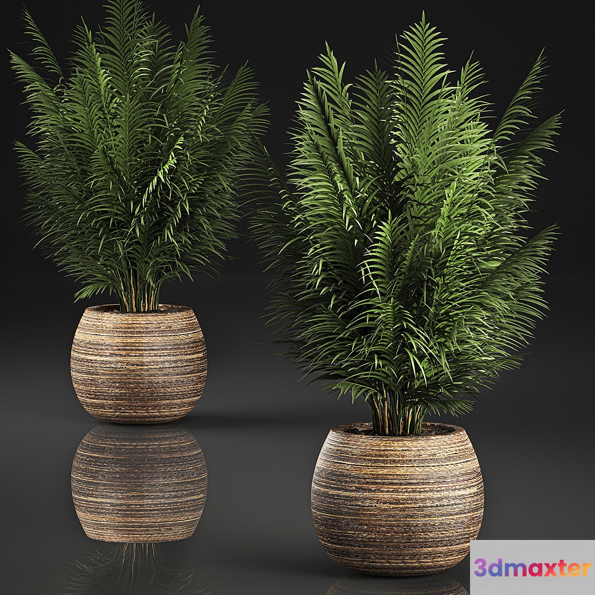 Beautiful decorative small lush bush palm tree in a basket. 828. 3D Max