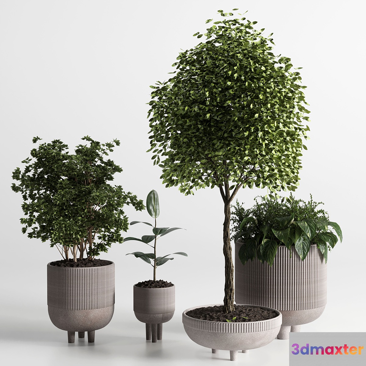 Indoor plant 12 3D Max