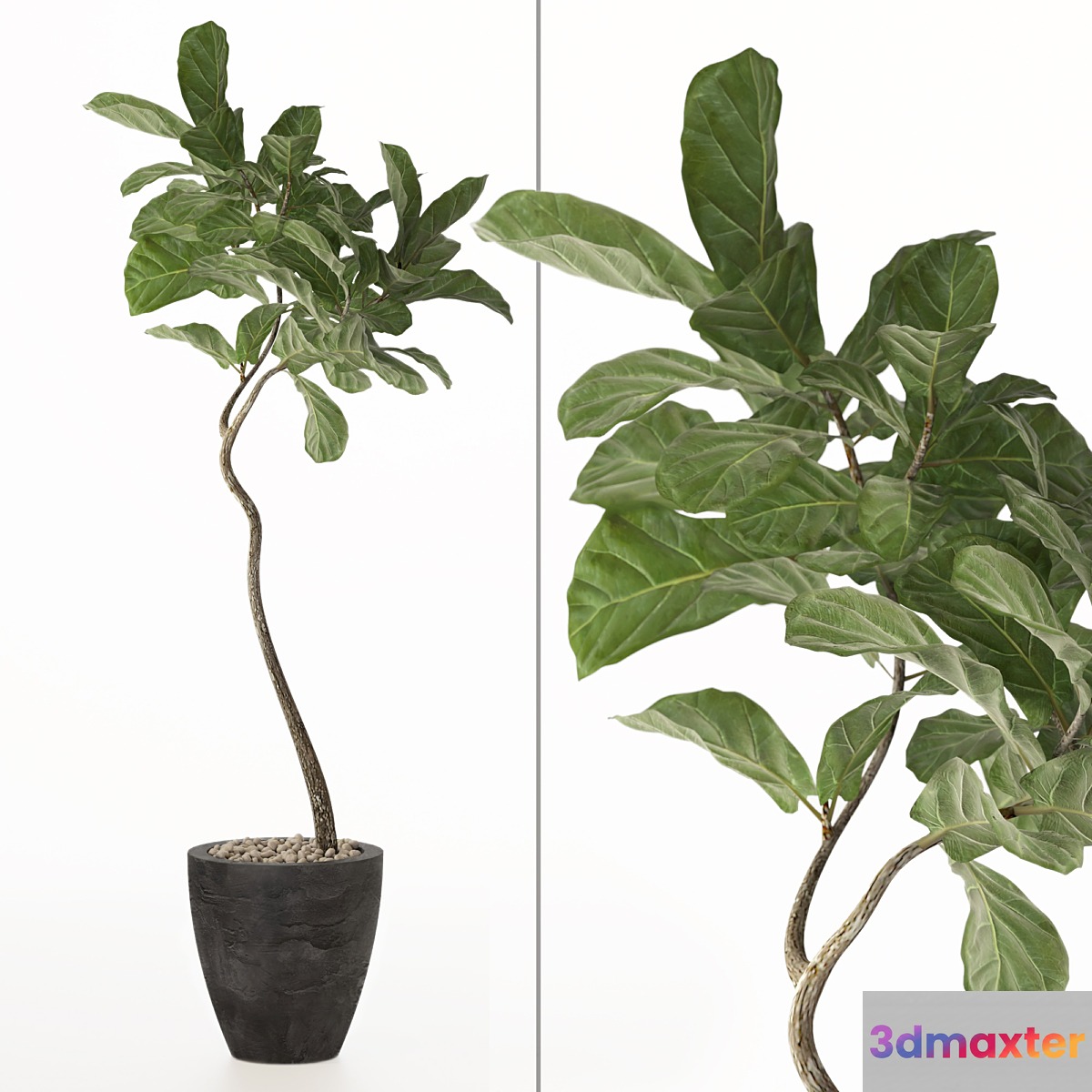 ficus lyrata No. 3