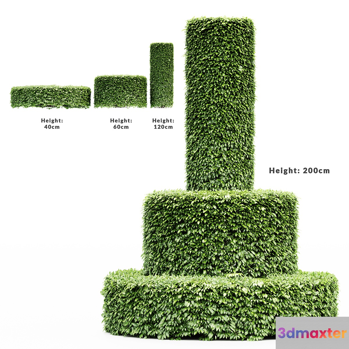 Dwarf Yaupon Holly - Cylinder plant 3D Max
