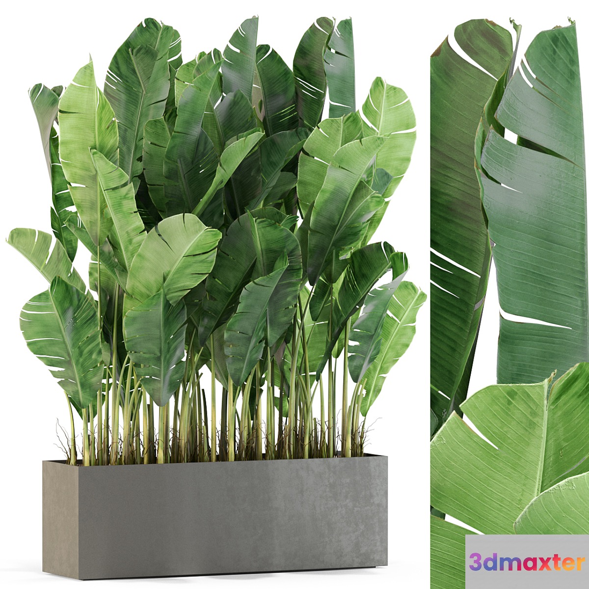 Plants collection 444 3D Max