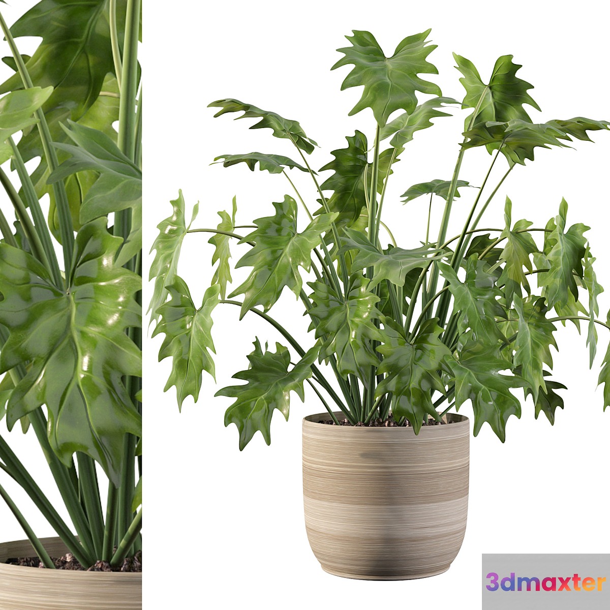 Plants collection 090 - philodendron xanadu 1 3D Max