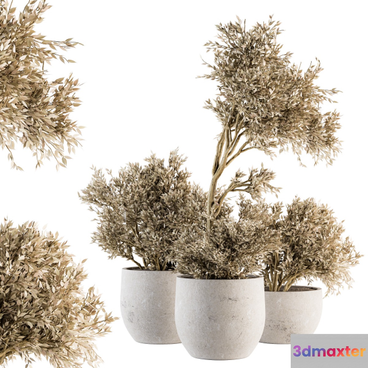 indoor Plant Set 171 - Dry Plants 3D Max