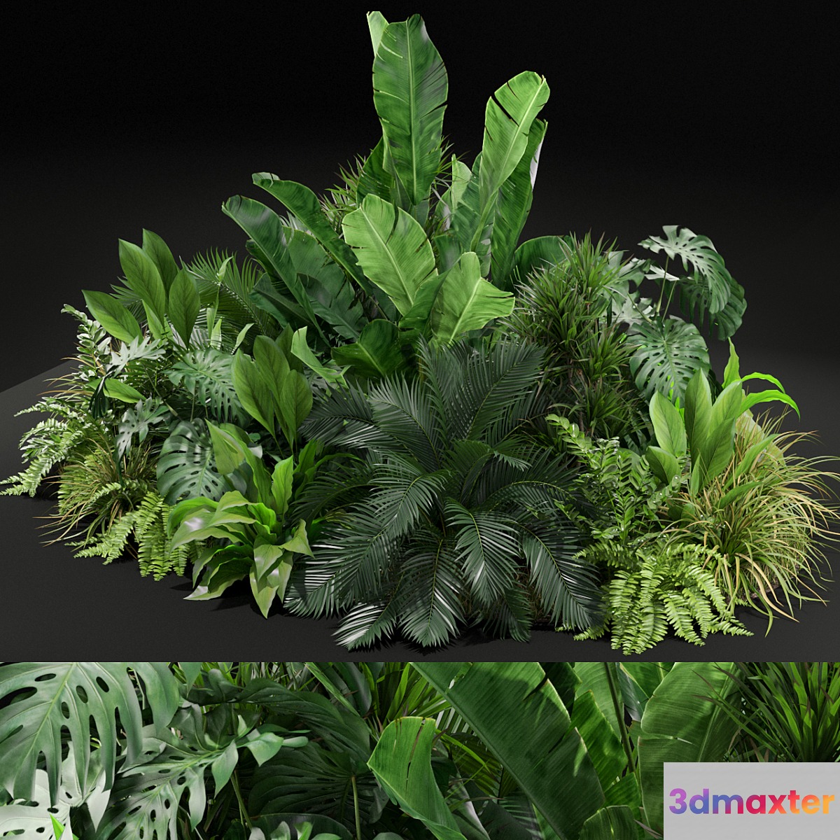 Plants collection 445 - No.3