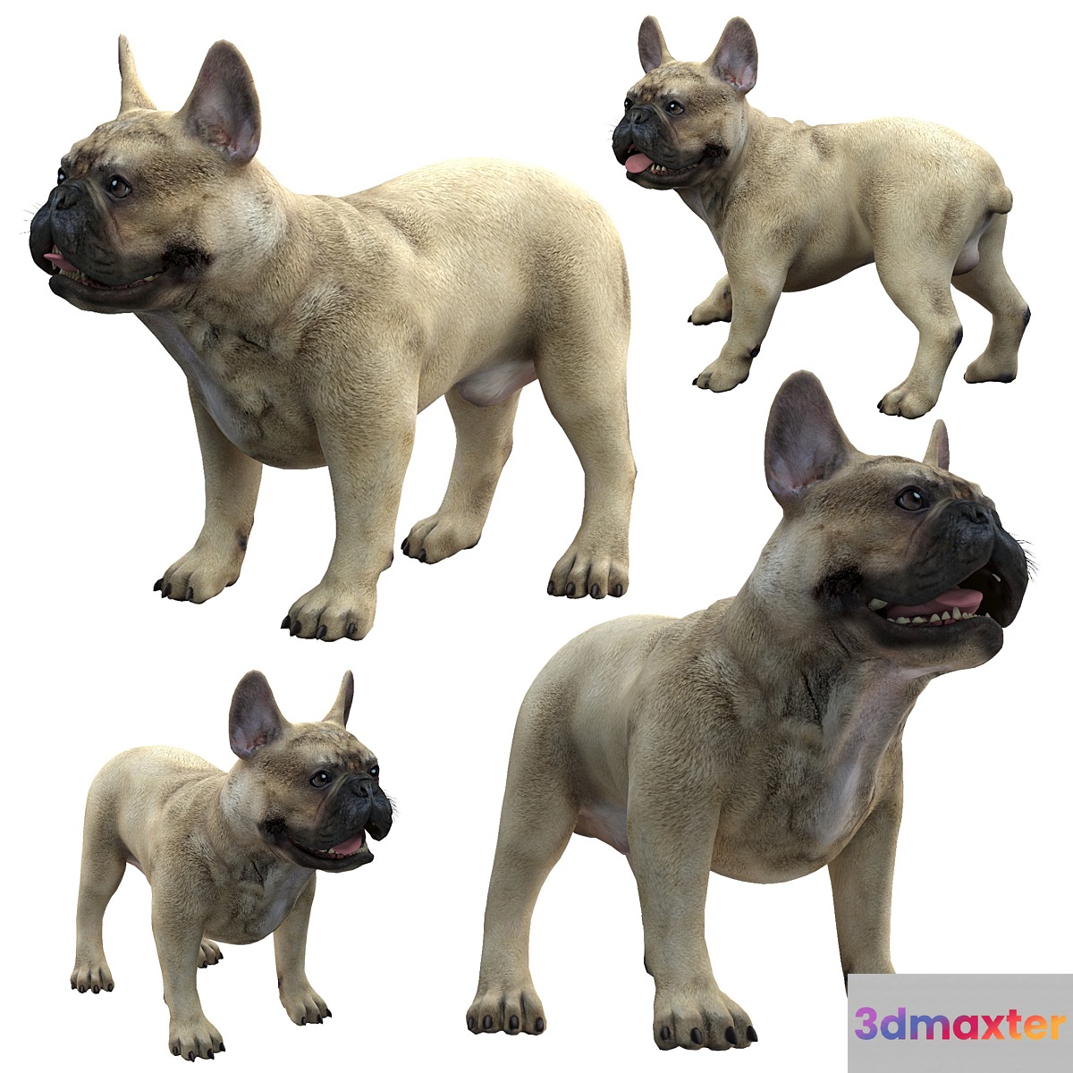 French Bulldog