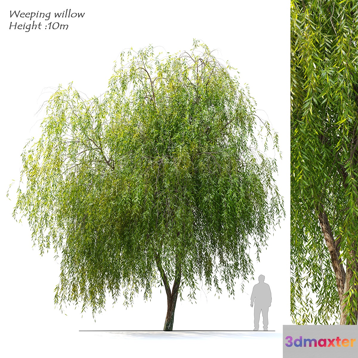 Weeping Willow 2 3D Max