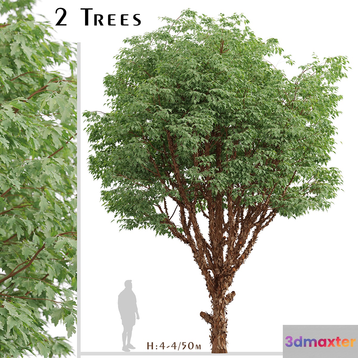 Set of Paperbark Maple Trees (Acer Griseum) (2 Trees) - No.2 3D Max