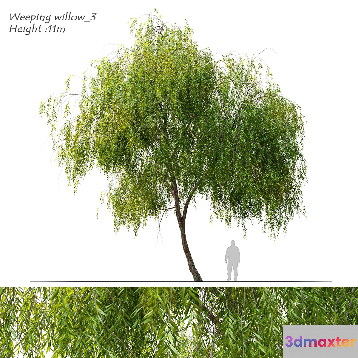 Weeping willow 3 3D Max
