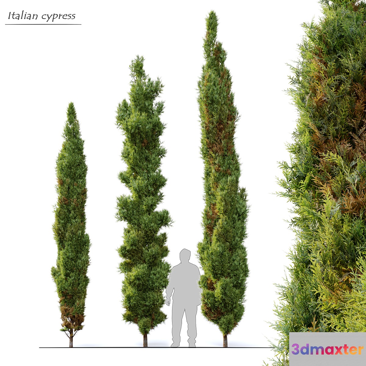 Italian cypress 3D Max