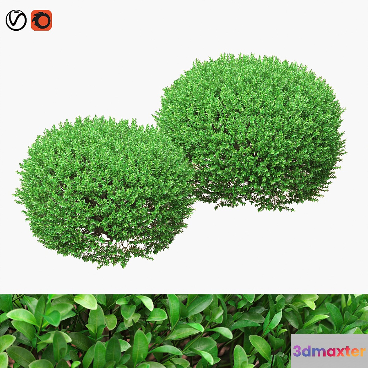 Large round boxwood bushes 3D Max