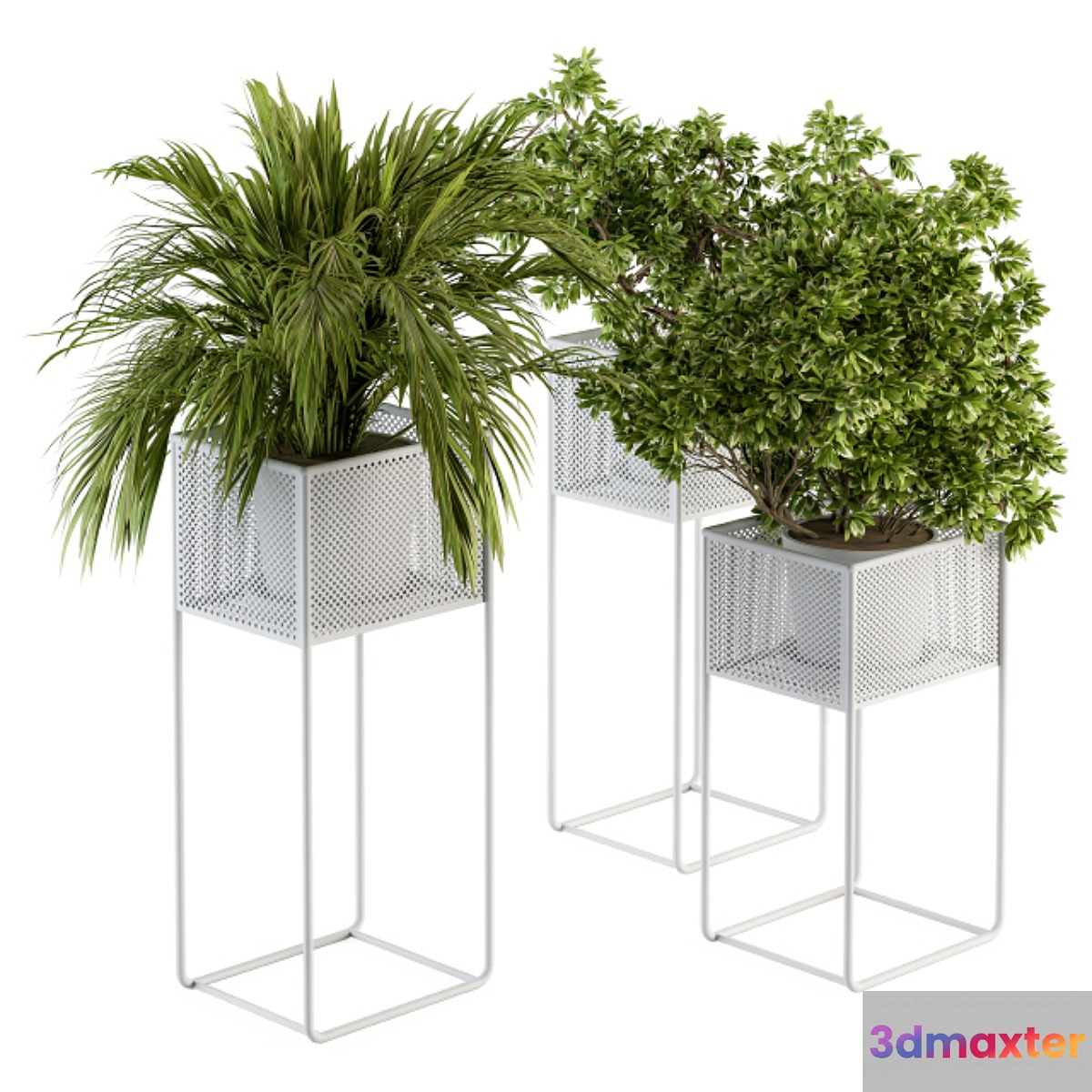 indoor Plant Set 174 - Plant in stand box