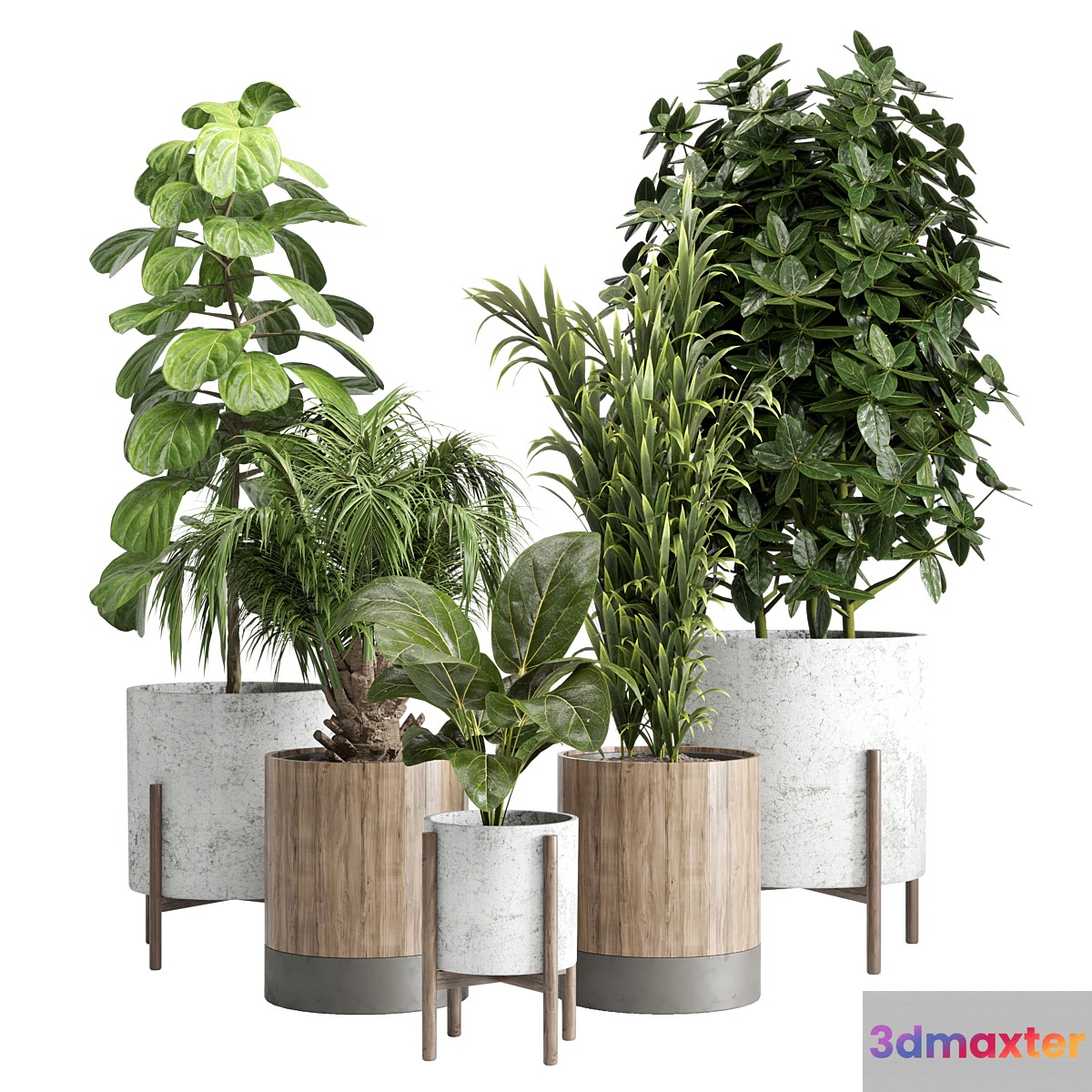 Indoor plant 20