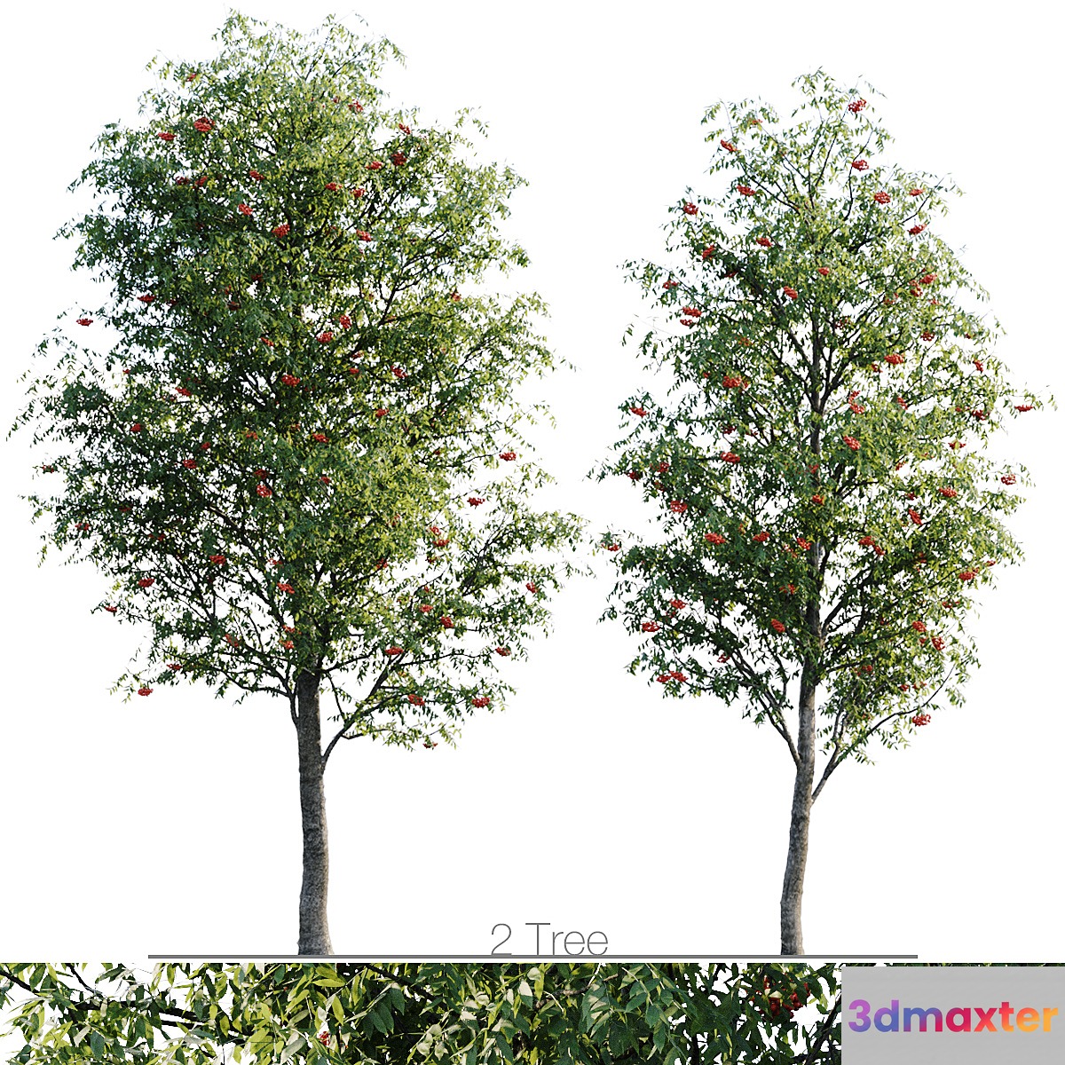 Sorbus 4.5m and 3.8m 3D Max